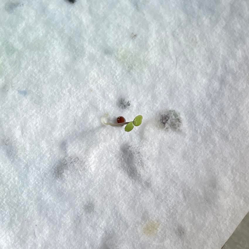 seedingling growing out of plantable paper